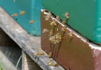 Hochdonn  Deutschland  Honigbienen am Bienenstock