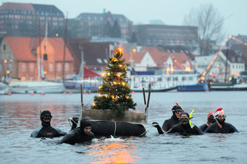 Flensburg  Deutschland  Taucher des UC Baltic schwimmen traditionell mit einem geschmueckten Weihnachtsbaum