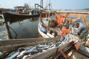 Fischer loeschen Hering im Hafen von Thiessow  Ruegen