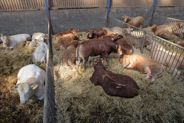 Achtrup  Deutschland  Rinder in einem Stall