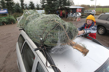 Handewitt  Deutschland  ein Mann bindet einen Weihnachtsbaum auf seinem Autodach fest