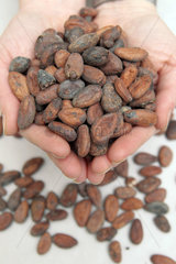Handewitt  Deutschland  geroestete Kakaobohnen in einer Schokoladenmanufaktur