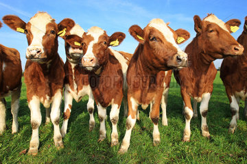 Grossenwiehe  Deutschland  halbstarke Rinder auf einer Weide