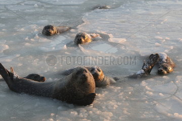 #CHINA-YANTAI-SPOTTED SEALS (CN)