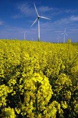 Duerrweitzschen  Deutschland  Windenergieanlagen stehen bei Duerrwietzschen umrahmt von bluehenden Rapsfeldern