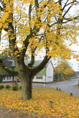 Osterby  Deutschland  Herbstfarben an einem Baum
