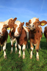 Grossenwiehe  Deutschland  halbstarke Rinder auf einer Weide