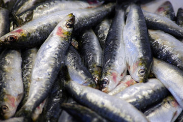 Lacanau  Frankreich  frische Sardinen auf dem Wochenmarkt