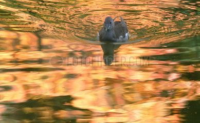Ente auf herbstlichem Teich
