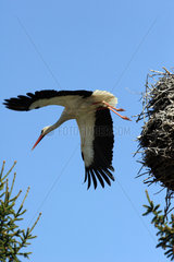Brandenburg an der Havel  Storch fliegt aus dem Nest