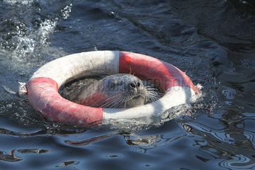 Kiel  Deutschland  Seehund im Aquarium des IFM-Geomar