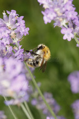 Biene auf Lavendelbluete