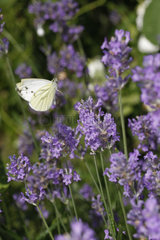 Schmetterling auf Lavendelbluete