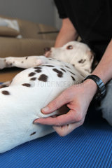 Maasbuell  Deutschland  ein Hundeosteopath behandelt einen braunen Dalmatiner