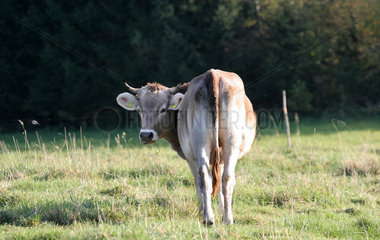 Lechbruck  Deutschland  Kuh auf der Weide