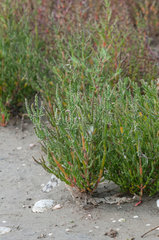 Queller (Salicornia) ist eine Pflanzengattung in der Familie der Fuchsschwanzgewaechse
