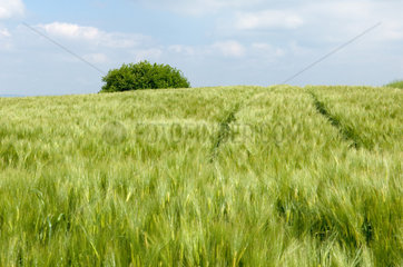 Hilkerode  Getreidefeld im Eichsfeld