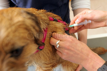 Flensburg  Deutschland  ein Border Terrier bekommt beim Tierarzt ein Antibiotikum gespritzt