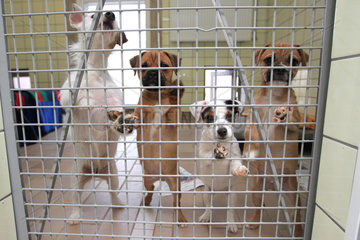 Schleswig  Deutschland  Jack Russell Terrier hinter Gittern in einem Tierheim
