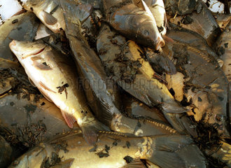 Karpfenzucht - Abfischen aus den Sommerteichen