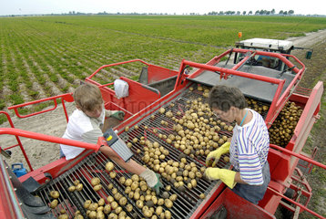 Doebernitz  Deutschland  Kartoffelernte in Doebernitz