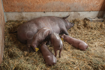 Negenharrie  Deutschland  Iberico-Schweine in der Schweinebox