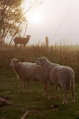 Schafe auf der Weide im Morgenlicht