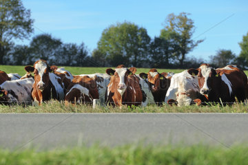 Holtsee  Deutschland  Rinder auf einer Weide an einer Landstrasse