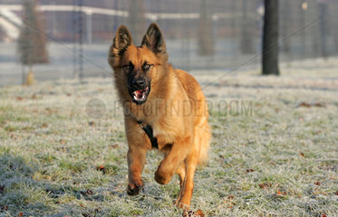 Magdeburg  Deutschland  Hund rennt auf den Betrachter zu
