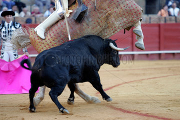 Sevilla  Spanien  ein Picador rammt einen Speer in den Stier in der Real Maestranza