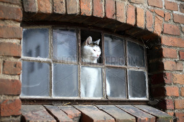 Prangendorf  eine Katze schaut aus einem Fenster