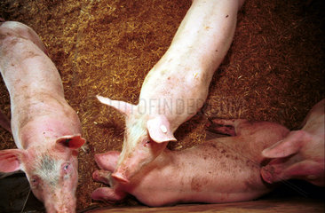 Schweine im Stall eines Oekobauern-Betriebs