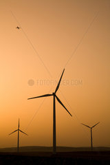 Spanien  Jacobs Windpark im Sueden des Landes bei Sonnenaufgang