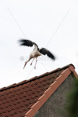 Kuppentin  Deutschland  Storch auf Dachfirst