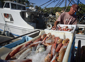 Cala Figuera  Fischer mit seinem Fang im Hafen