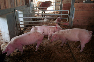 Schweine im Stall eies Oekobauern-Betriebs