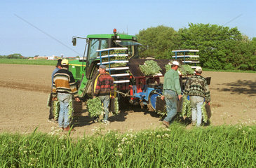 Bauern beim Pflanzen von Weisskohl