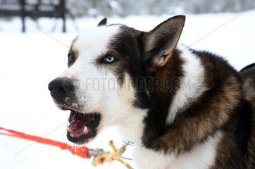 Saelen  Schweden  Siberian Husky jaulend im Portrait