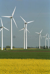 Windpark (Windkraftanlagen) mit Rapsfeld davor