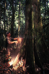 Faellen eines Edelholzes im brasilianischen Urwald