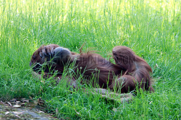Berlin  ein Gorilla im Zoo Berlin