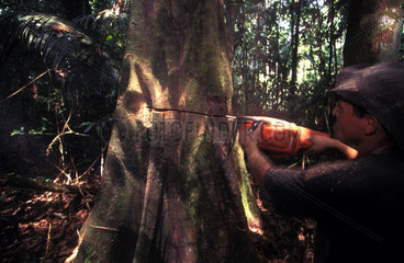 Faellen eines Edelholzes im brasilianischen Urwald