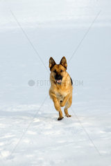 Oberstdorf  Deutschland  ein Deutscher Schaeferhund rennt durch den Schnee
