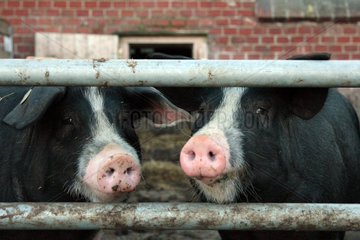Brandenburg  Schweine im Gehege eines Oekobauernhofes