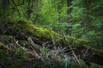 Hilkerode  Deutschland  moosbewachsener Baumstamm im Wald