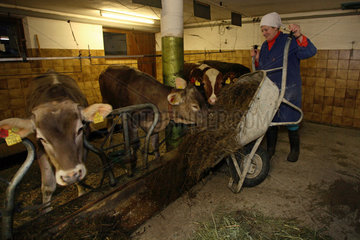 Tirol  eine Baeuerin fuettert die Kuehe im Stall