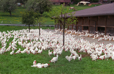 Huehner auf einer Freilandfarm in der Schweiz