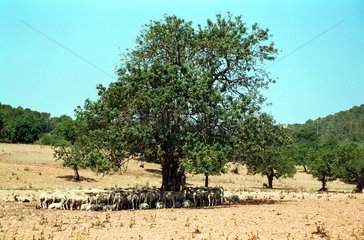 Schafe im Schatten eines Baumes  Mallorca