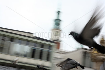Posen  Polen  Tauben beim Flug in der Posener Altstadt