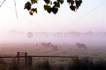 Kuehe im Nebel auf einer Weide im Morgengrauen